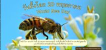 One World Library SDU จัดกิจกรรม วันนี้วันอะไร หัวข้อ 20 พฤษภาคม-วันผึ้งโลก (World Bee Day)