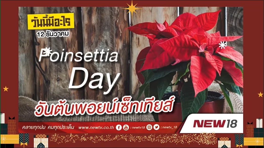 12 ธันวาคม-วันพอยน์เซตเทีย (Poinsettia)